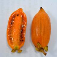 Саджанець Актинідія полігама Помаранчева (жіноча) в контейнері